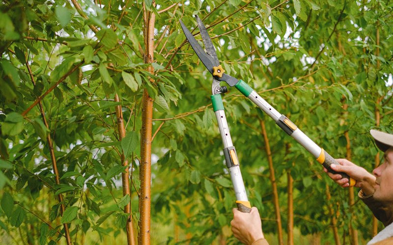 Tree trimming in Boca Raton, FL